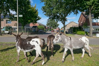 Langeveen - Steenstraat 18